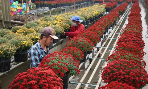 Rộn ràng hoa Tết