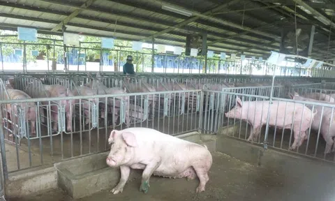 Giá heo hơi hôm nay, 13-1, tiếp tục bật tăng mạnh