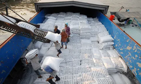 Dự kiến xuất khẩu gần 8 triệu tấn gạo, Bộ Nông nghiệp và Môi trường có động thái mới
