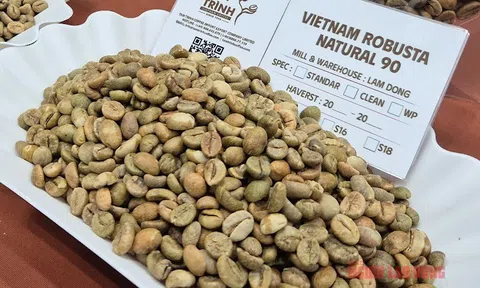 Giá cà phê hôm nay 24-1: Quay lại đà tăng 3 con số với Robusta