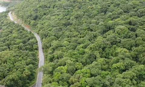 Thanh tra việc chuyển mục đích sử dụng đất rừng làm nhà máy xử lý rác Côn Đảo