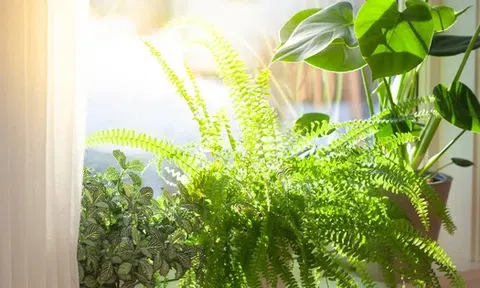 3 loại cây không nên đặt trong nhà vào năm Bính Ngọ
