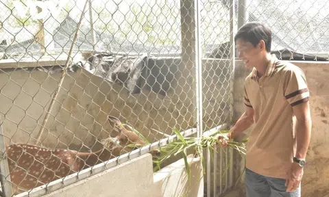 Nuôi loài thú ăn lá mít, cỏ dại mà tạo ra thứ "đại bổ", nông dân 9X thu về hơn 1 tỷ đồng/năm