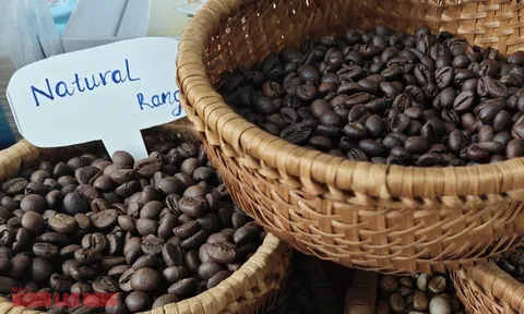 Giá cà phê hôm nay 10-2: Đồng loạt tăng trở lại