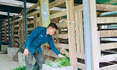 Sau cú trắng tay, chủ trang trại Hà Tĩnh xây 'kho bạc' giữa đồi hoang: Sở hữu 7 vạn gốc 'nhân sâm cho người nghèo' đang chờ bán