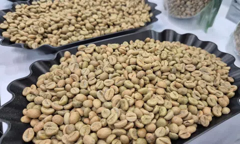 Giá cà phê hôm nay 20-2: Lại giảm bất ngờ