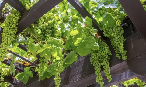 3 loại cây nên trồng trước cổng nhà năm Bính Ngọ để đón tài lộc, vượng khí