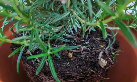 Sai lầm khi trồng cây trong chậu khiến cây nhanh chết: Người mới rất dễ mắc phải