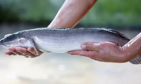 Anh nông dân biến cát trắng thành 'mỏ vàng' thu lãi 3 tỷ mỗi năm từ loài cá hiền lành ham ăn