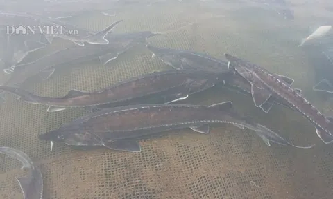 Lão nông Đắk Nông thu 1,8 tỷ đồng từ nuôi loài 'thủy quái' râu dài, không xương, không vảy