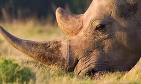 Nam Phi bắt ông Chu Đăng Khoa trong vụ án sừng tê giác