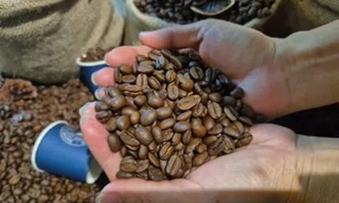 Giá cà phê hôm nay 12-3: Bốc hơi 3 con số bất chấp Brazil xuất khẩu giảm gần 23%