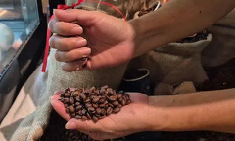 Giá cà phê hôm nay 15-3: Chốt tuần giảm, Robusta thay thế Arabica càng nhiều