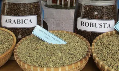 Giá cà phê hôm nay 21-3: Arabica tăng nóng