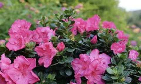 Loại cây nên trồng ngay bây giờ: Đẹp thanh lịch, ấn tượng "suốt đời"