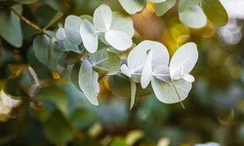 9 loại cây đuổi muỗi nên trồng ngay trong nhà vào mùa hè này