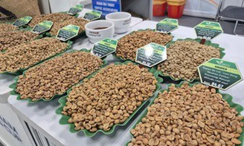 Giá cà phê hôm nay 26-3: Xuất hiện loại cà phê hơn 8 triệu đồng/kg