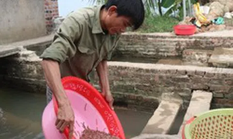 Nông dân Hải Phòng thu 25 tỷ/năm nhờ nuôi loài vật bò "nhung nhúc" dày đặc, kéo cả du khách đến vớt