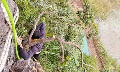 Kiểm lâm thu giữ hàng trăm cây cảnh muội hồng, phạt tiền cả trăm triệu đồng