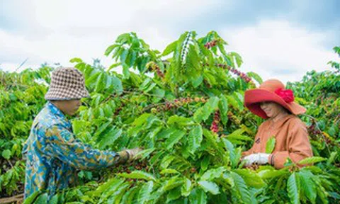 Không thể mãi xuất khẩu cà phê thô
