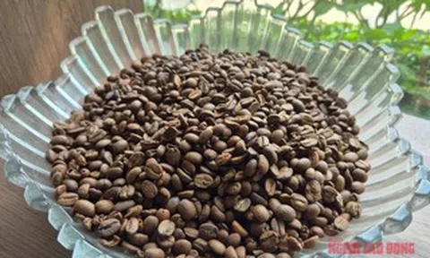 Giá cà phê hôm nay 8-4: Cả hai sàn đỏ lửa, Robusta xuống đáy 8 tháng