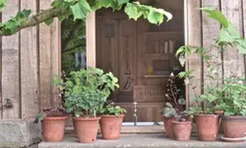 5 loại cây trồng trong chậu cực kỳ dễ sống - quên tưới cũng chẳng sao