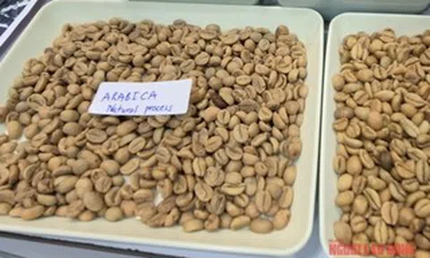 Giá cà phê hôm nay 11-4: Arabica bật tăng, Việt Nam vượt Brazil về xuất khẩu