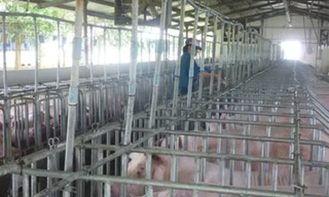 Giá heo hơi hôm nay, 13-5: Miền Bắc tăng tới 8.000 đồng/kg sau một tuần