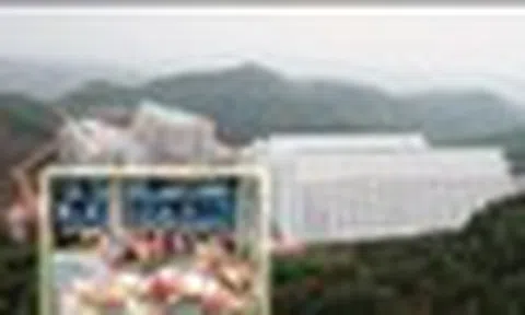 Hà Nội phản hồi đề xuất xây “chung cư” để nuôi lợn