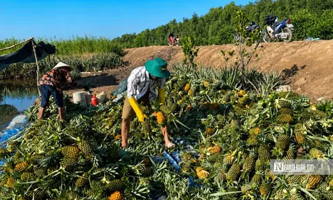 Đồng Tháp: Khóm mất giá, người trồng thấp thỏm