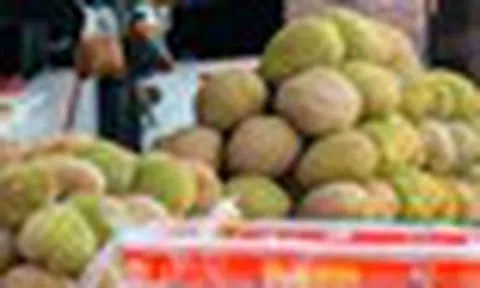 Buồn của đối thủ sầu riêng Việt Nam, Thái Lan: Nắm giữ loại sầu ngon nhất thế giới nhưng giá giảm 70%, nguyên nhân đến từ đâu?
