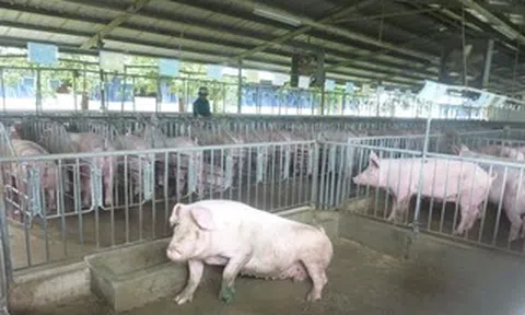 Giá heo hơi hôm nay, 18-6: Khu vực phía Nam đi xuống