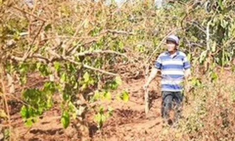 Vụ cổ phần hóa Công ty Cà phê Gia Lai: 130 hộ chưa ký nhận khoán