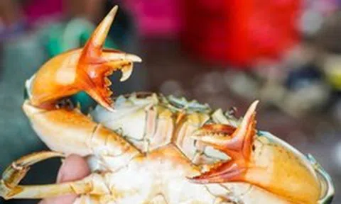 Độc lạ cua Cà Mau với cặp càng có tới ‘6 bộ kẹp’