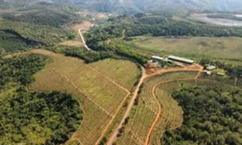 Đất rừng bị xâm lấn trong khi chờ phương án sử dụng