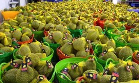 Không để nông sản, sầu riêng không xuất khẩu được do chậm cấp mã vùng trồng, kiểm nghiệm