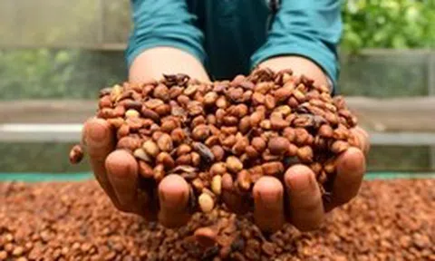 Thị trường TP.HCM ngày 11-7: Giá cà phê khép lại tuần giao dịch biến động bằng phiên giảm giá
