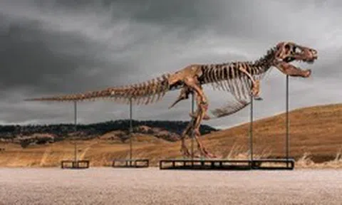 Một người ẩn danh bỏ ra 50 triệu đô mua bộ xương khủng long T-rex