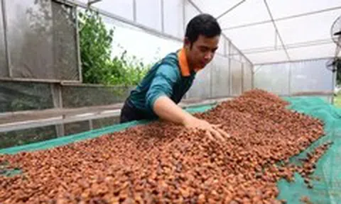 Tăng tốc đáp ứng EUDR, cà phê Việt vẫn ngóng hướng dẫn