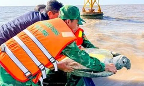 Thả con vích nặng khoảng 120kg dài gần 1m về biển Cà Mau