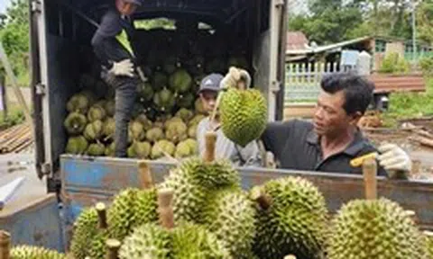 Thị trường TP.HCM 18-7: Giá cà phê bật tăng, sầu riêng khởi sắc