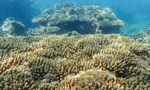 Cận cảnh 'rừng san hô' ven bờ ở Hòn Chồng - Nha Trang