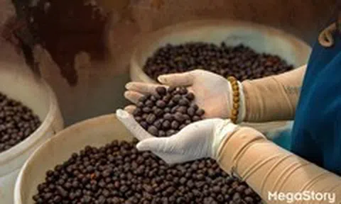 Robusta Việt Nam: Từ nguyên liệu pha trộn đến vị thế dẫn đầu thế giới