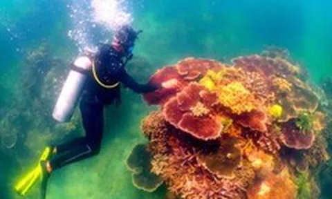 Lặn cùng những 'thợ vườn' trồng san hô dưới đáy vịnh Nha Trang