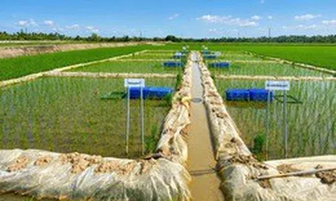 Một doanh nghiệp tại Cần Thơ 'xung phong' hợp tác, bao tiêu lúa Nhật ở Vĩnh Long