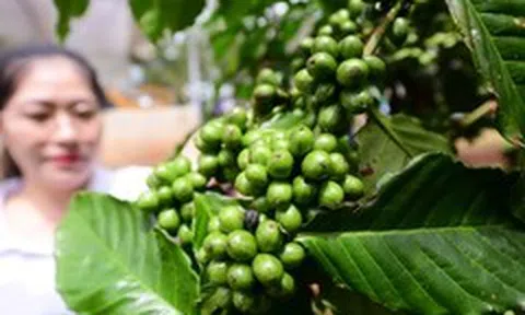 Giá cà phê thế giới tăng tiếp, trong nước sắp tăng?