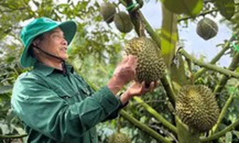 Phó thủ tướng giao Bộ Công an điều tra, xử lý gian lận mã số vùng trồng nông sản