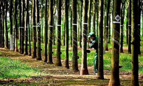 Công ty từng thuộc hệ sinh thái GVR, doanh thu 900 tỷ: Nay sắp biến mất khỏi sàn, toàn bộ lao động đã nghỉ việc