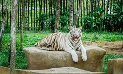 Tỷ phú Phạm Nhật Vượng tuyển người phát thức ăn cho hổ, báo, sư tử…thậm chí bơi cùng nàng tiên cá