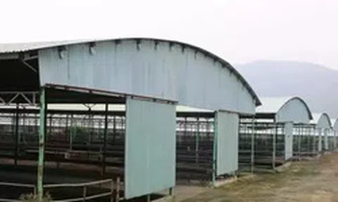 Đấu giá, thu hồi nợ 'siêu dự án' chăn nuôi bò ở Hà Tĩnh